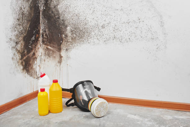 Best Emergency Mold Remediation in Valley Falls, RI
