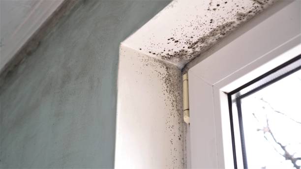 Reliable Valley Falls, RI Mold Remediation Solutions
