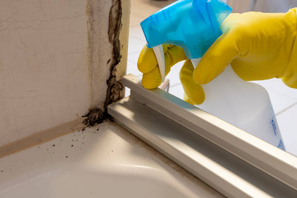 Best DIY Mold Remediation Support Services in Valley Falls, RI