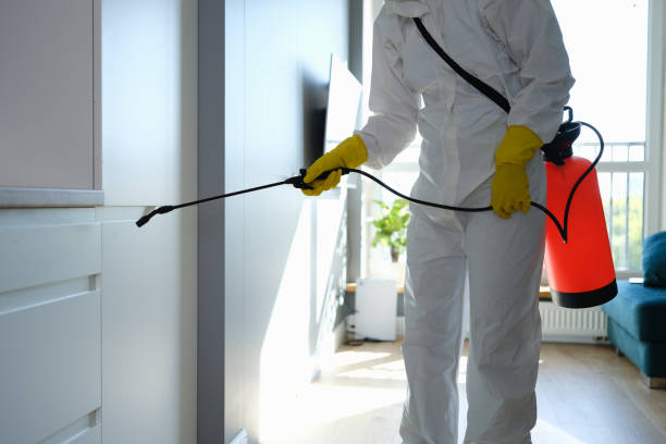 Best White Mold Remediation in Valley Falls, RI