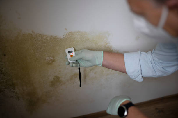 Trusted Valley Falls, RI Mold Remediation Experts