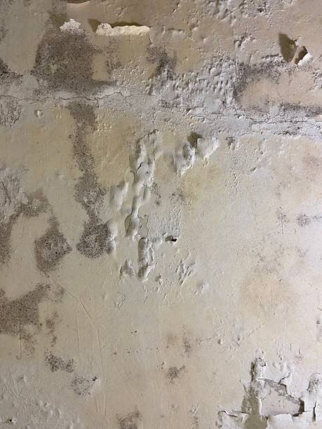 Best Post-Flood Mold Remediation in Valley Falls, RI