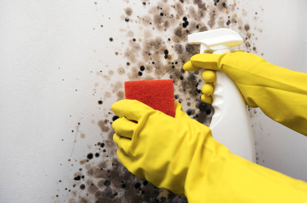 Best Mold Testing and Inspection Services in Valley Falls, RI