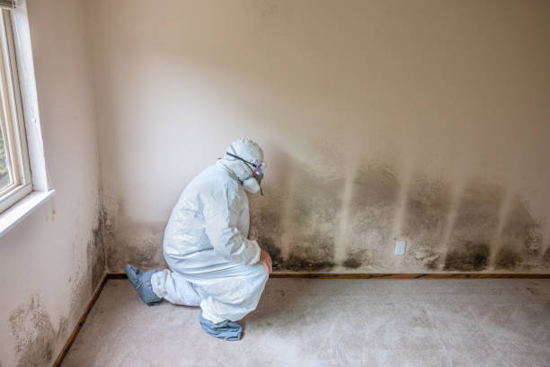 Best HVAC Mold Remediation in Valley Falls, RI