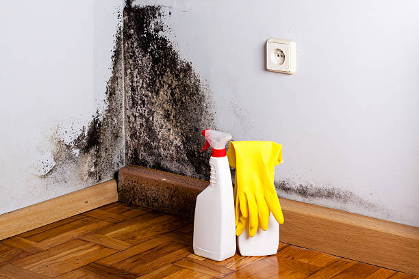 Best Black Mold Remediation in Valley Falls, RI